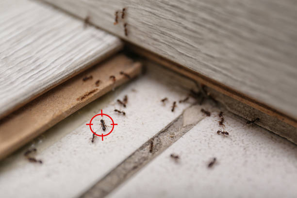 Reliable Ellsworth, KS Pest Control Solutions